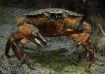 Shore Crab