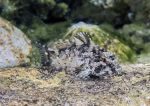 Long-spined scorpionfish