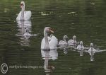 Mute swan family