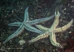 Spiny starfish duo