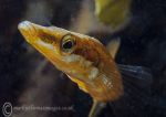 Fifteen-spined Stickleback