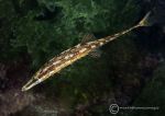 Fifteen-spined stickleback