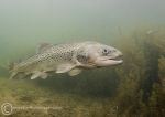 Trout