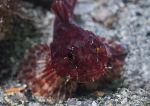 Long-spined Scorpionfish - dark red