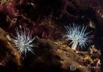 Anemones