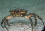Shore crab minus claws