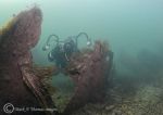 Diver on Herefordshire