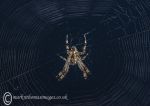 Garden spider