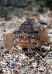 Black goby