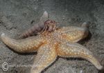 Starfish & hermit crab