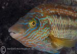 Corkwing Wrasse