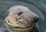 Grey Seal 3