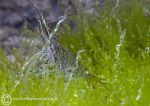 Prawn & sea lettuce