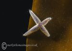 Starfish on Kelp