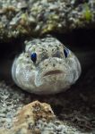 Painted Goby