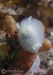 Acanthodoris pilosa