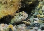 Goby 2