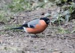 Bullfinch - male