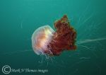 lion's mane jellyfish