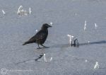Crow on Ice