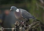 Wood pigeon