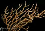 Pink sea fan