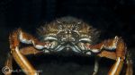 spiny spider crab