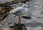 Black Headed Gull