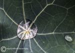 Raindrop on hosta