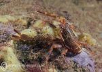 Spiny squat lobster