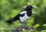 Magpie