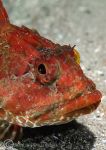 scorpion fish