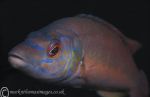 Cuckoo Wrasse