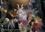 Blenny & fan worms