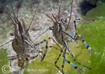 Common prawns