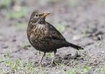 Blackbird - female