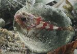 Long-spined scorpionfish - small & red