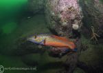 Male cuckoo wrasse