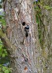 Lesser-spotted Woodpecker - male