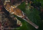 greater pipefish