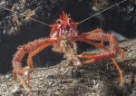 Squat lobster - feeding