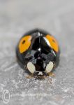 Harlequin Ladybird