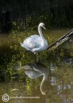 Mute swan