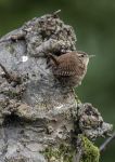 Wren