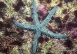 Spiny starfish