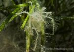 Long-legged spider crab - Criccieth