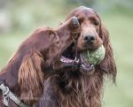 Finbar & Roonagh & a ball 1