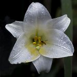 White lily