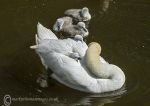 Mute swans 2014