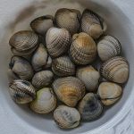 Clams